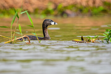mergulhão-caçador (Podilymbus podiceps)