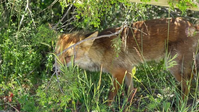 close-up of a wild Iberian Red Fox (Zorro, Vulpes Vulpes Silacea)