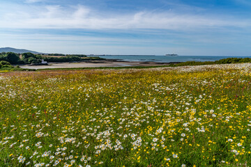 wildflower field and a black lab dog