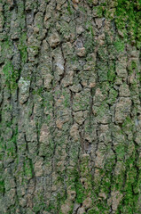 bark of a tree