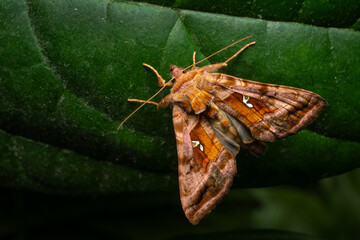 Plain Golden Y moth - Autographa jota, beautiful colored owlet moth from European meadows, grasslands and woodlans, Czech Republic.