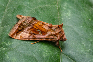 Plain Golden Y moth - Autographa jota, beautiful colored owlet moth from European meadows, grasslands and woodlans, Czech Republic.