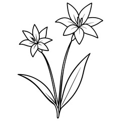 Maltese rock-centaury flowers vector illustration on white background
