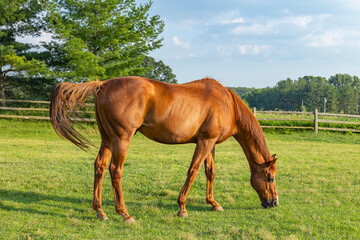 Obraz premium A chestnut Thoroughbred grazing and swatting flies with its tail in a pasture with a split-rail fence, trees, and blue sky.