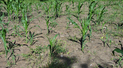 poorly sprouted corn, part of the plant has not grown