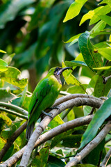Golden-fronted leafbird