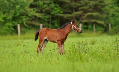 Brown Arabian horse foal walking over green grass field, side view