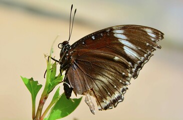 a single butterfly on a leaf
