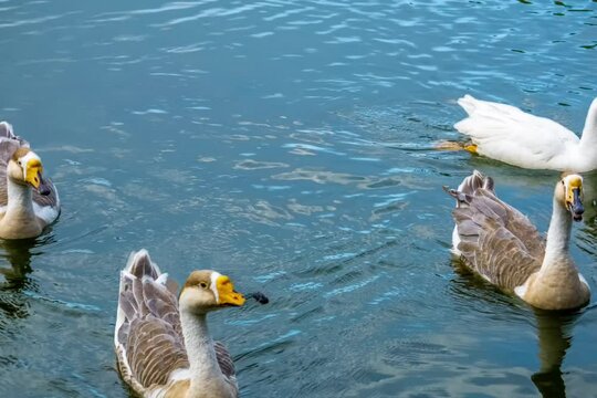 Duckling Family at Pallikaranai Public Park , Pallikaranai marsh reserve Malar Arangam, Deivasigamani, 6th Cross Street, Pallikaranai, Chennai, Tamil Nadu.