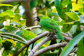 Golden-fronted leafbird