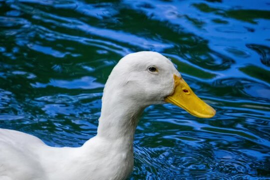 Duckling Family at Pallikaranai Public Park , Pallikaranai marsh reserve Malar Arangam, Deivasigamani, 6th Cross Street, Pallikaranai, Chennai, Tamil Nadu.	
