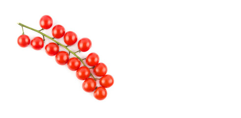 Branch of fresh cherry tomatoes isolated on white. Free space for text. Wide photo.