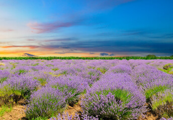 Naklejka premium Beautiful lavender field and colorful sunrise.
