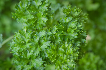 parsley in the garden - Macro shot