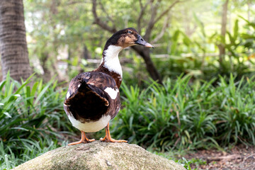 Male mallard duck white brown stands alone on a stone in the garden with surrounded by green grass.