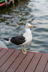 seagull close up. seagull standing on a deck