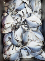 Fresh Silver Pomfret fish group that can be used to cook food immediately in stainless steel tray on the stall in the fresh market of Thailand.