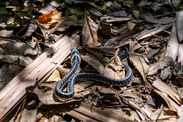 King of snakes. Back of Baby king cobra snake - Ophiophagus bungarus from the forests of southern Thailand on a pile of dry leaves that wandered into the community forest area.