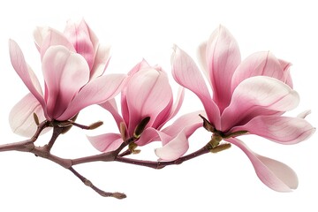 Two pink flowers on a branch against a white background