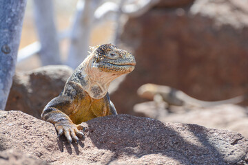 Galapagos land iguana (Conolophus subcristatus) or yellow land iguana is a large Galapagos Islands endemic lizard. Close-up of head in profile and claws.
