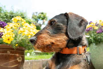 Adorable adult male dachshund seen with his head sideways on. Seen resting on a summer back garden patio in early summer.