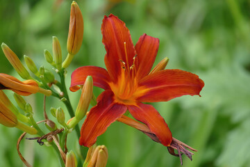 Daylilies (Hemerocallis) cropped with blurred background.