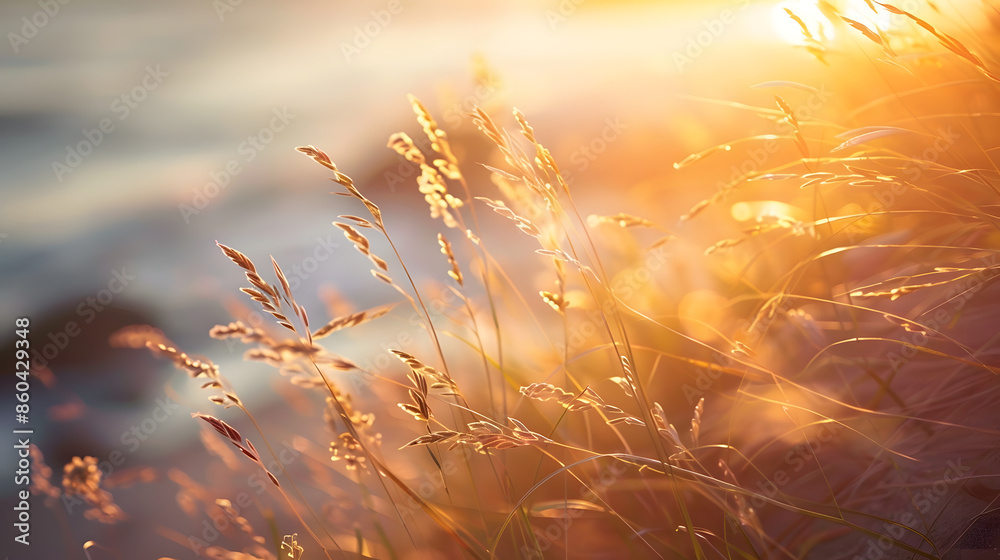 Aufkleber wild grasses on the sea coast at sunset macro image shallow depth of field beautiful autumn nature b