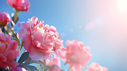 Beautiful peony flowers against blue sky closeup : Generative AI