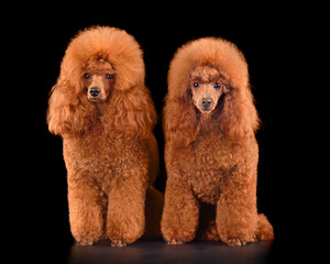 Two beautiful red toy poodles