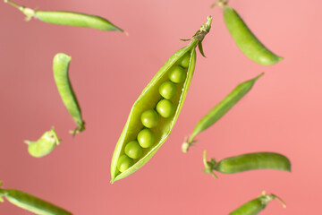 Falling green Pea pods isolated on pink background. Green Pea Levitation. Close-up of a green pea opening. Green peas with selective focus
