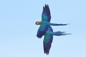 Beautiful Macaw parrots flying in the sky. Free flying bird