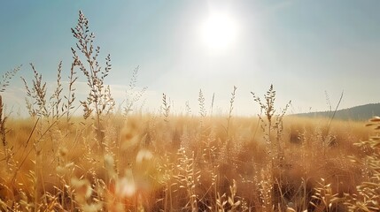 Fototapeta premium Summer sun illuminating a field of dry grass. Natural landscape concept.