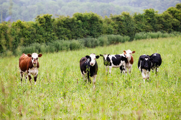 Small herd of cows grazing in organic pasture field