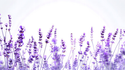 Obraz premium Lavender flowers isolated on white background Collection : Generative AI