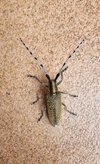 Scheckhorn thistle buck beetle on the ground