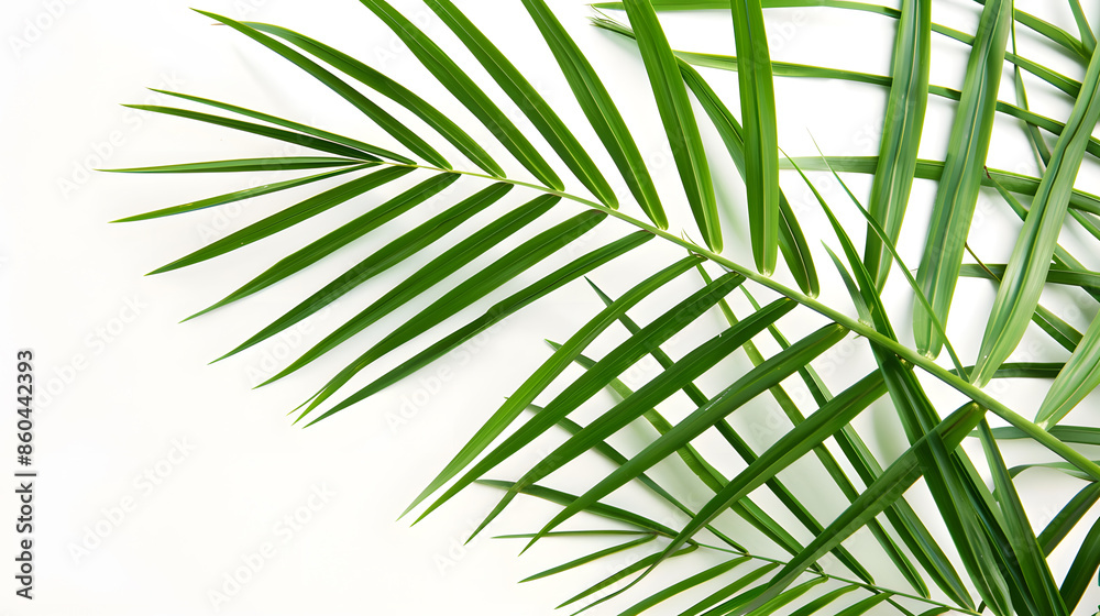 Poster green palm leaf branches on white background flat lay top view : generative ai