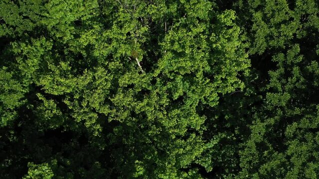ドローン映像：青々と茂った夏の山の木々