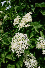 elderflower