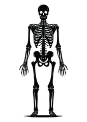 Black and white human skeleton silhouette vector illustration isolated on white background