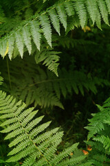 Fern plant in natural environment