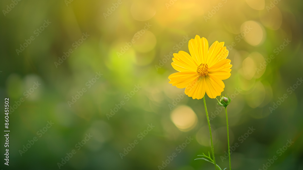 Poster closeup of yellow cosmos flower on blurred green background under sunlight with copy space using as 