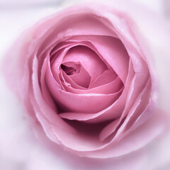 Big pink rose. Blooming bud. Macro photography.
