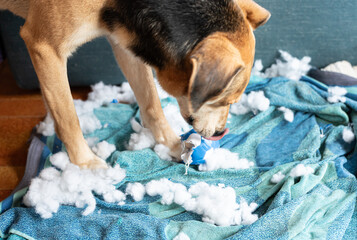 Close-up of the dog who has just destroyed his toy. Disconsolate and repentant look