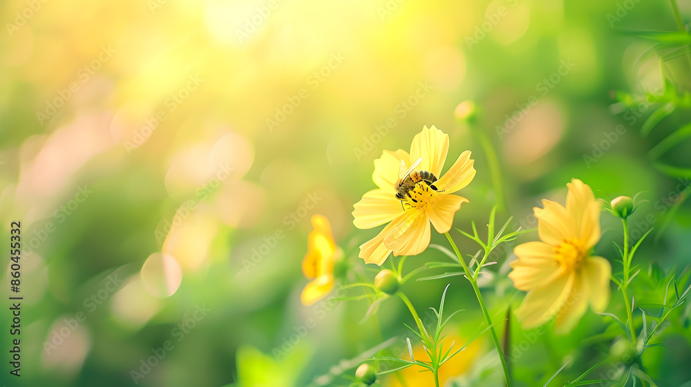 Poster view of honey bee and yellow cosmos flower on blurred green leaf background under sunlight with copy