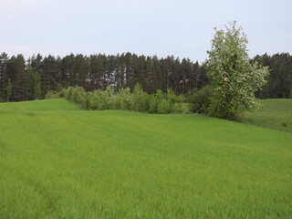 Obraz premium Spring fields in Poland with a forest on the horizon and a blooming wild pear tree 