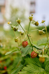 wild strawberry 