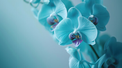 Fototapeta na wymiar Cyan color orchid : Generative AI