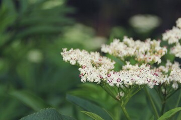 Fototapeta premium wild plant in the field, white blooming flowers, small flowers and buds on the plant, summer flowering