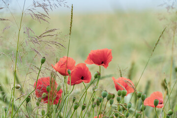 Obraz premium Tranquil field with red poppies and green wheat radiates beauty and harmony in the countryside