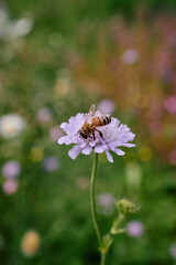A beautiful bee collecting nectar from a purple summer flower.